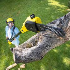 Lawn Pest Prevention in New Hackensack, NY